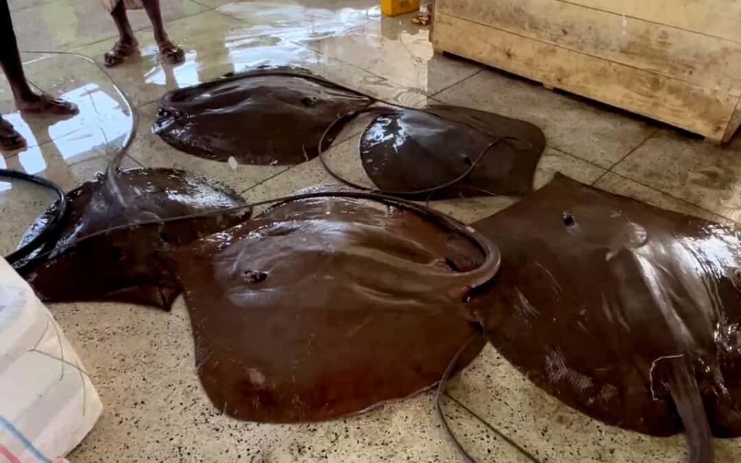 Stingray Alipour Fish Depot